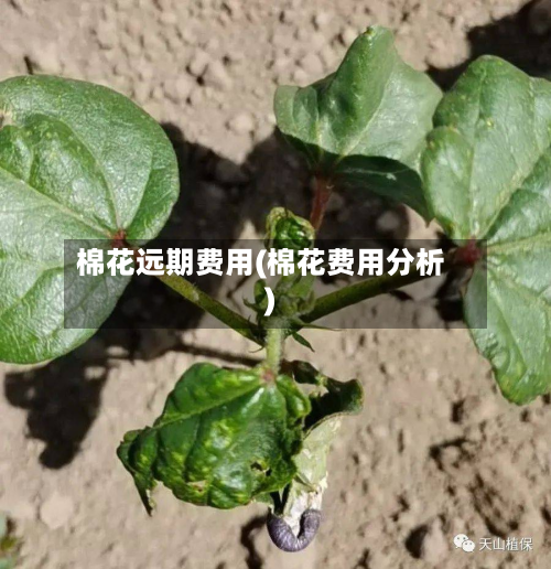 棉花远期费用(棉花费用分析)