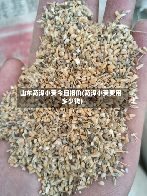 山东菏泽小麦今日报价(菏泽小麦费用多少钱)