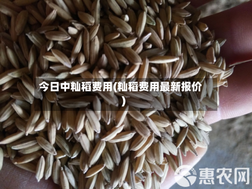 今日中籼稻费用(籼稻费用最新报价)