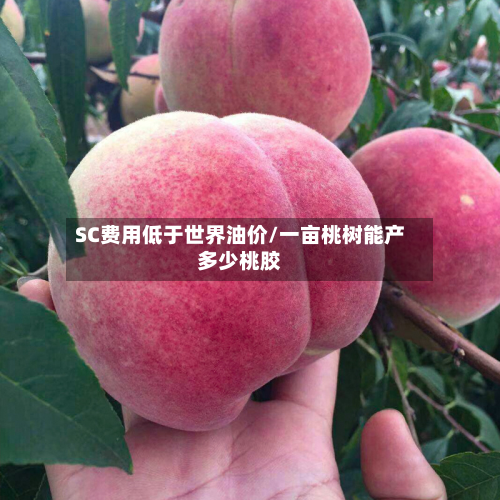 SC费用低于世界油价/一亩桃树能产多少桃胶