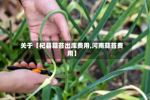 关于【杞县蒜苔出库费用,河南蒜苔费用】