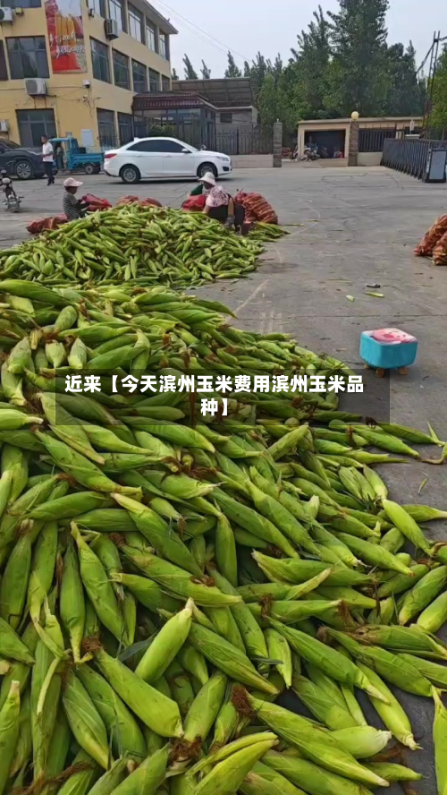 近来【今天滨州玉米费用滨州玉米品种】