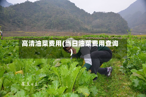 高清油菜费用(当日油菜费用查询)-第1张图片