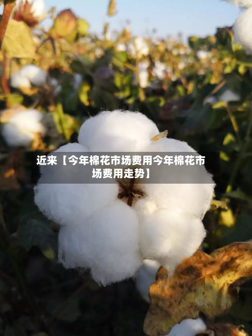 近来【今年棉花市场费用今年棉花市场费用走势】