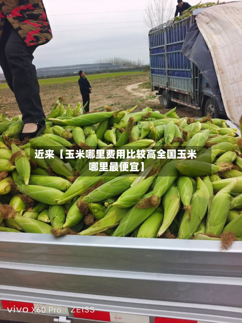 近来【玉米哪里费用比较高全国玉米哪里最便宜】