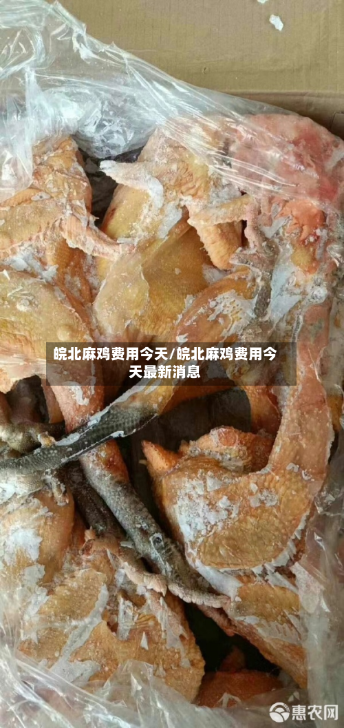 皖北麻鸡费用今天/皖北麻鸡费用今天最新消息