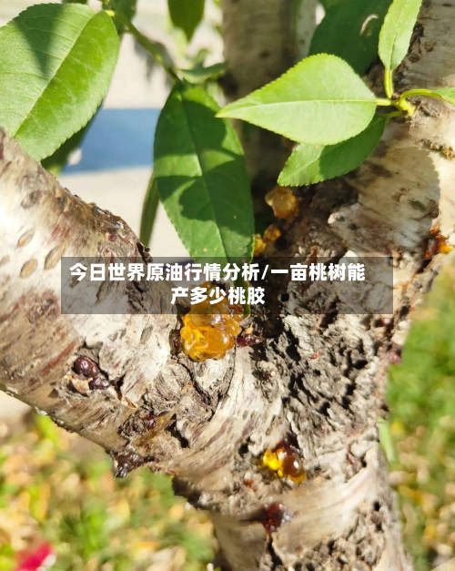 今日世界原油行情分析/一亩桃树能产多少桃胶
