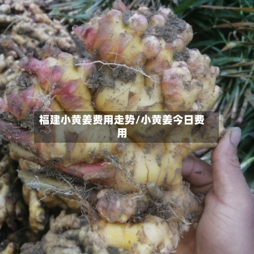 福建小黄姜费用走势/小黄姜今日费用