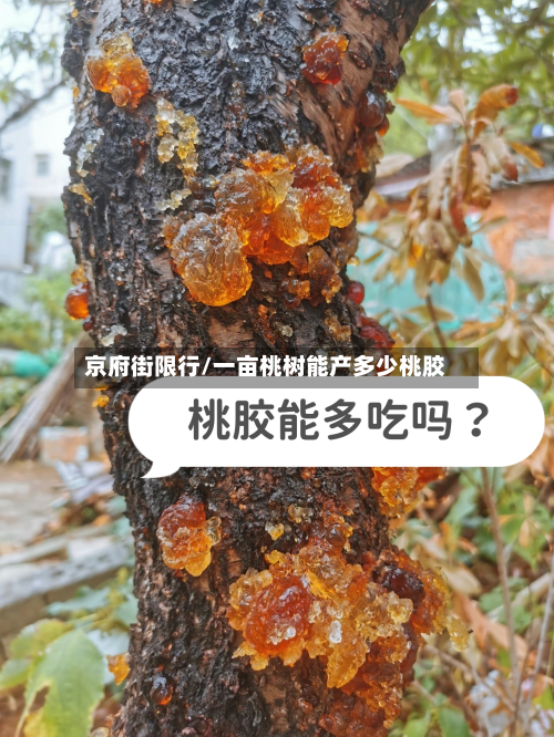 京府街限行/一亩桃树能产多少桃胶