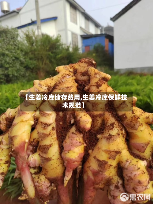 【生姜冷库储存费用,生姜冷库保鲜技术规范】