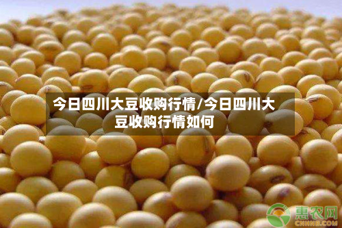 今日四川大豆收购行情/今日四川大豆收购行情如何