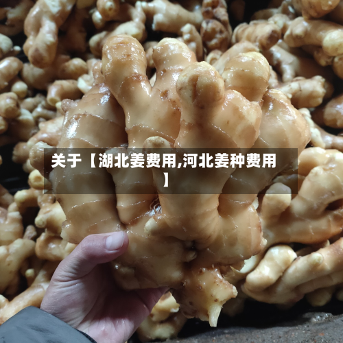 关于【湖北姜费用,河北姜种费用】