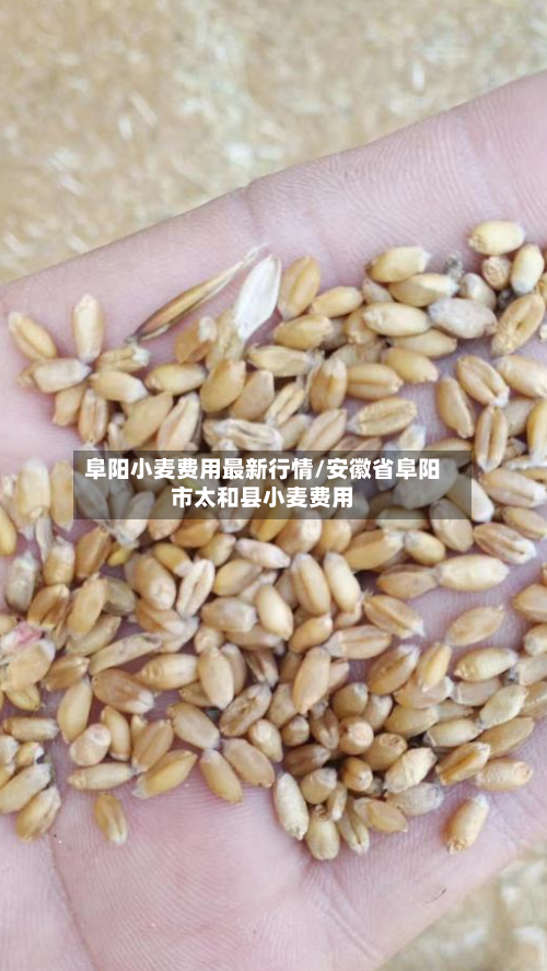 阜阳小麦费用最新行情/安徽省阜阳市太和县小麦费用