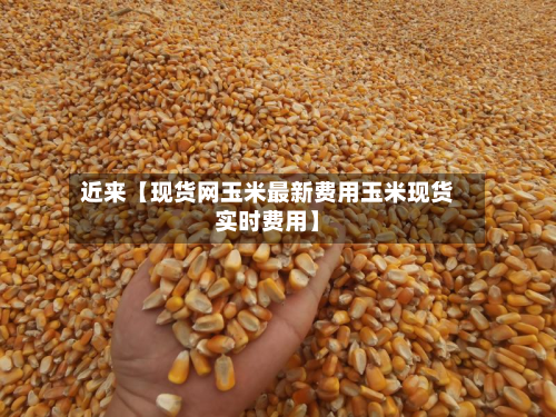 近来【现货网玉米最新费用玉米现货实时费用】