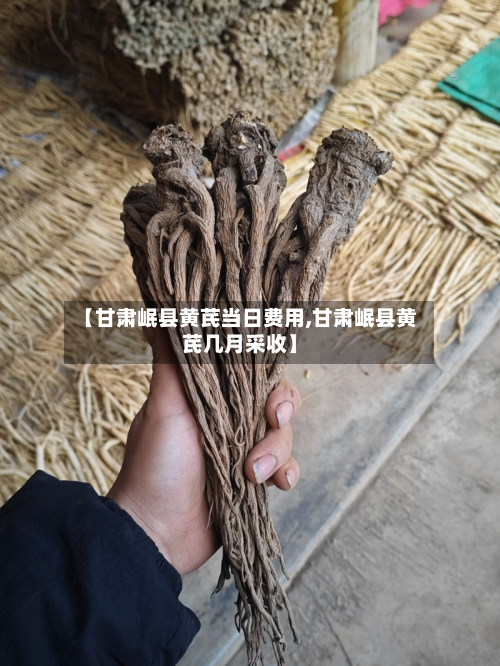 【甘肃岷县黄芪当日费用,甘肃岷县黄芪几月采收】
