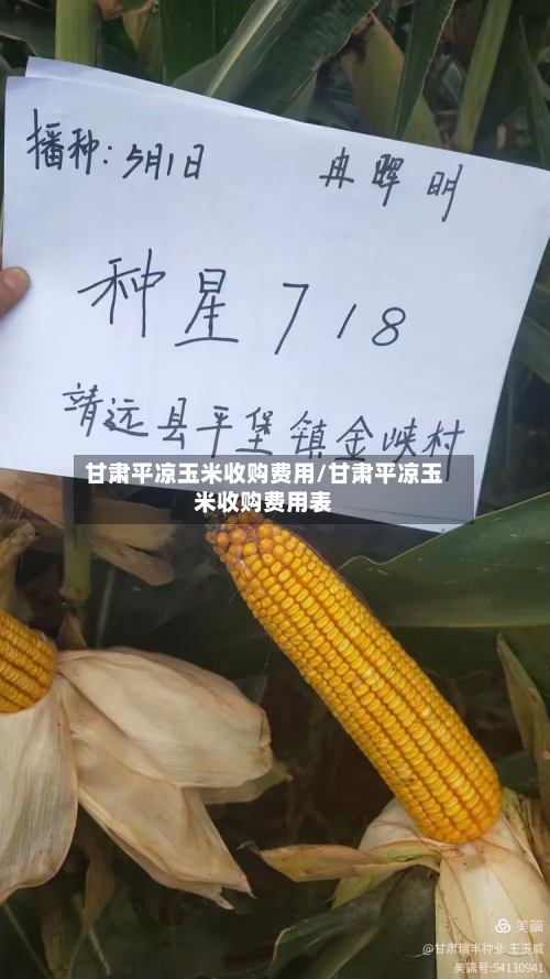 甘肃平凉玉米收购费用/甘肃平凉玉米收购费用表